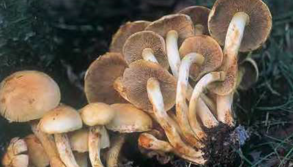 毒キノコのニガクリタケ(野や山のきのこハンドブックより)