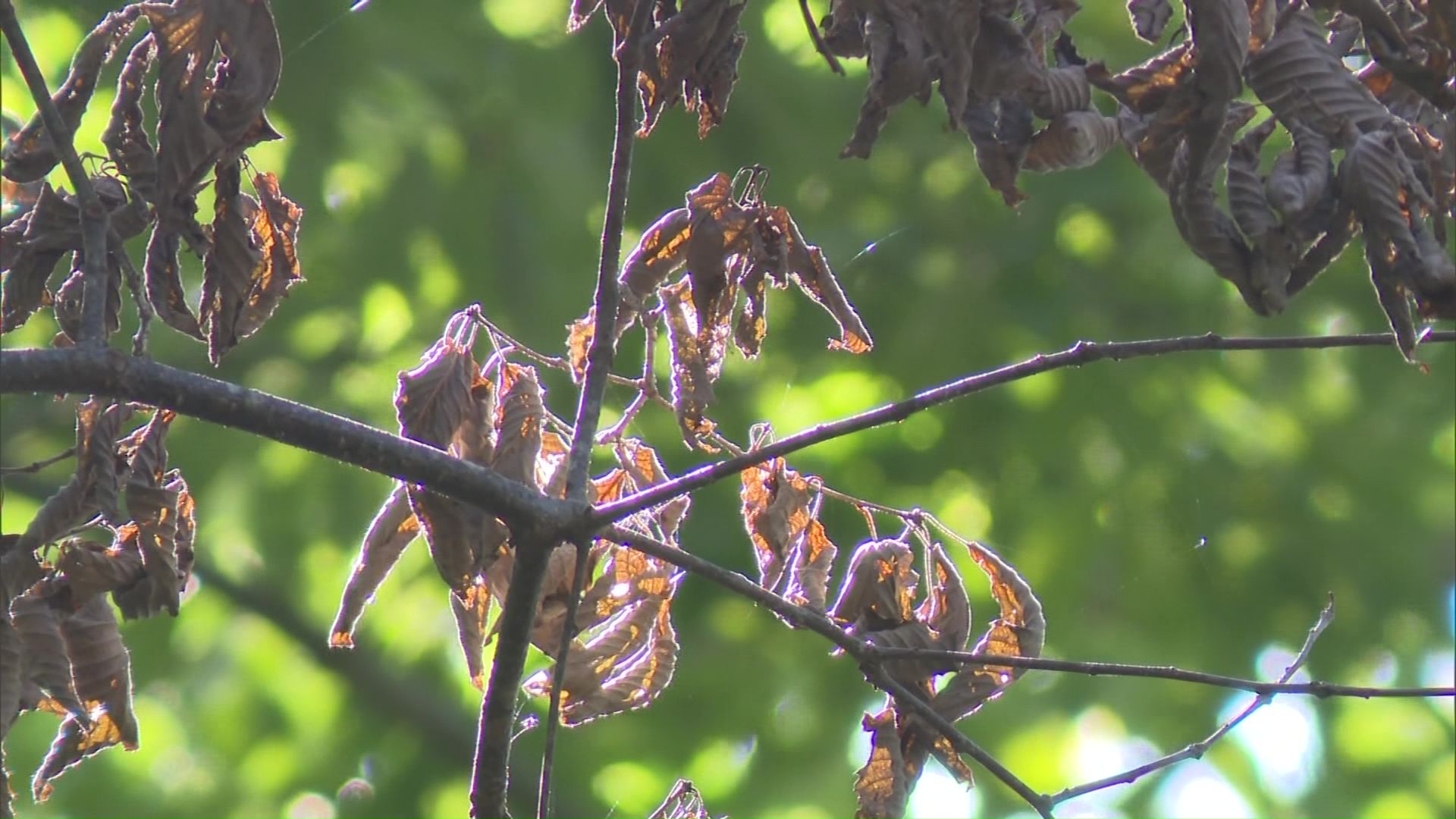 枯れたコナラの葉っぱ