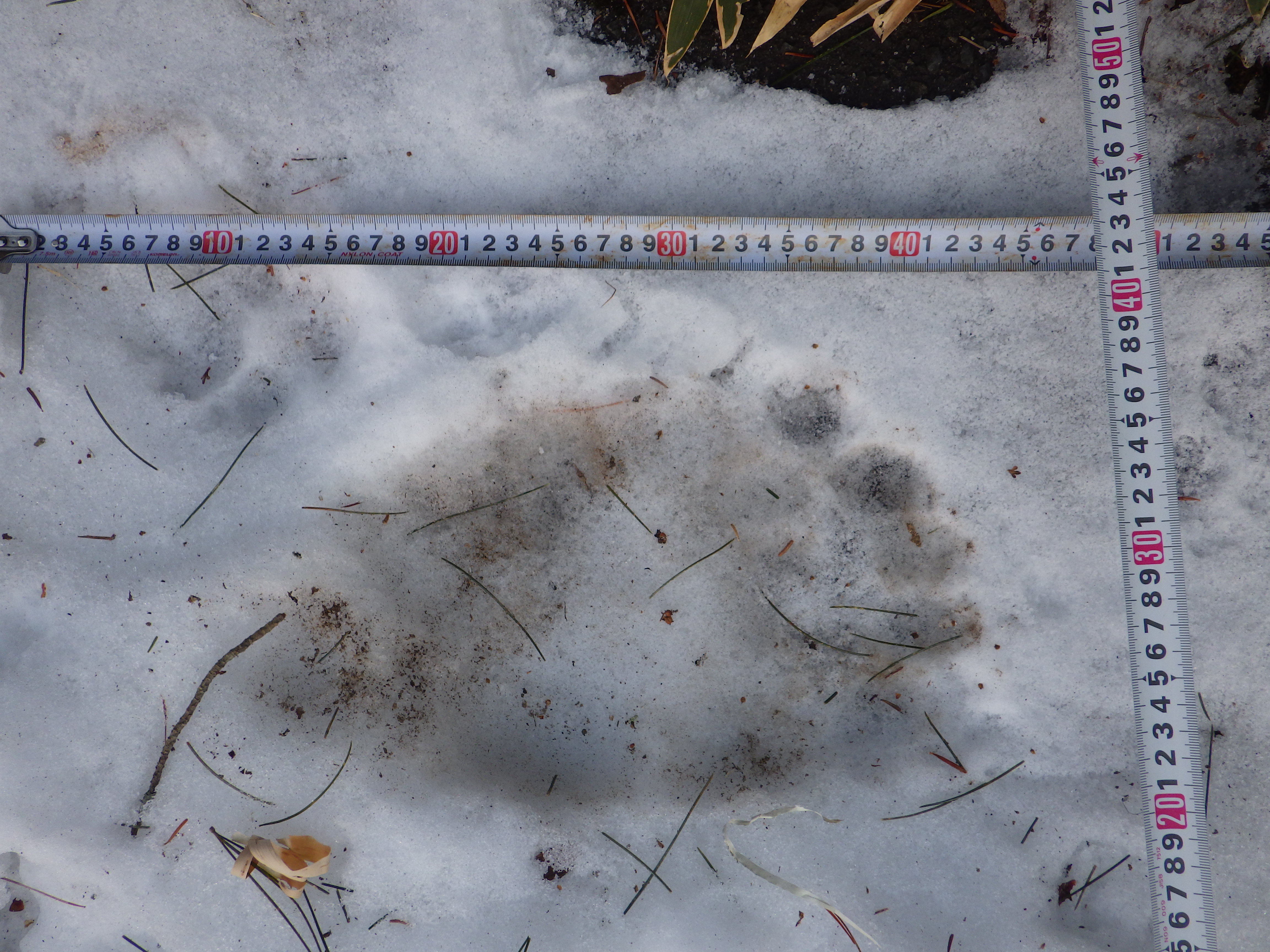 厚岸町で見つかったクマとみられる動物の足跡。肉球までくっきりと残されていた(提供:北海道警)
