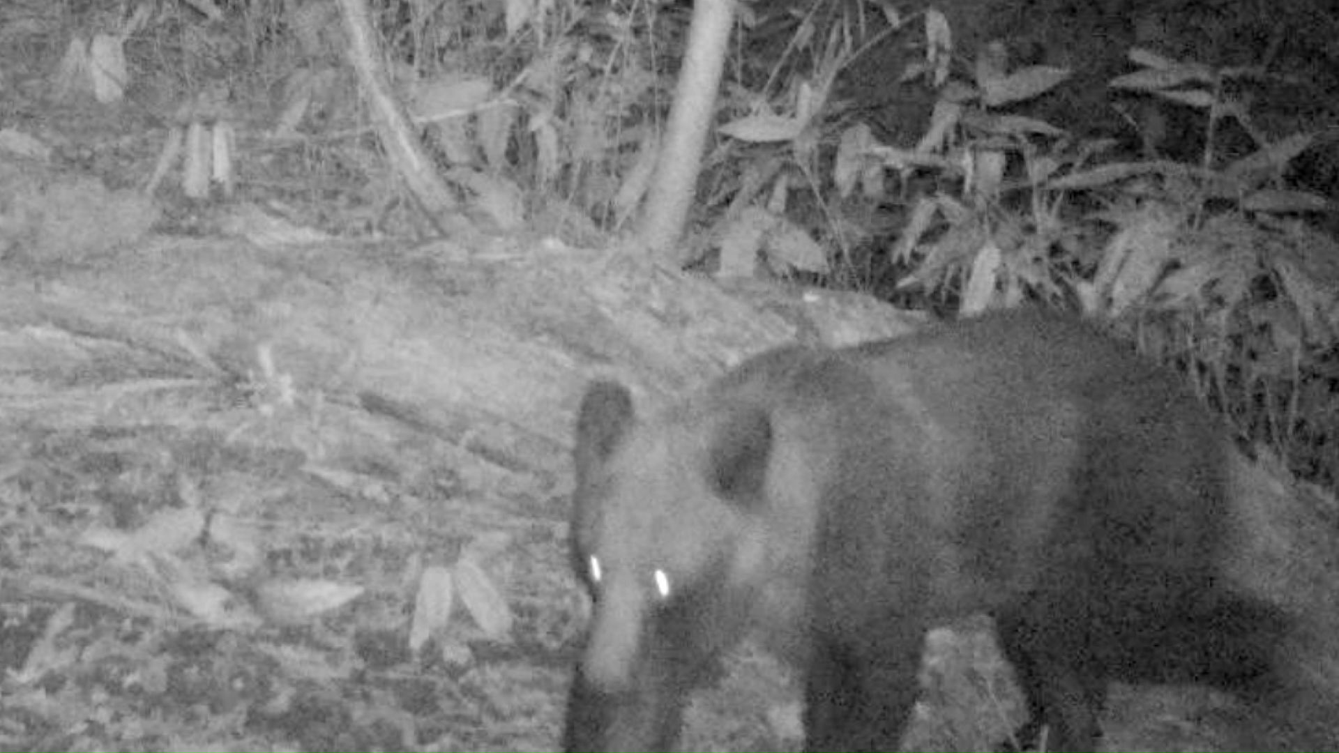藤野むくどり公園付近に現れたクマ（提供：札幌市）