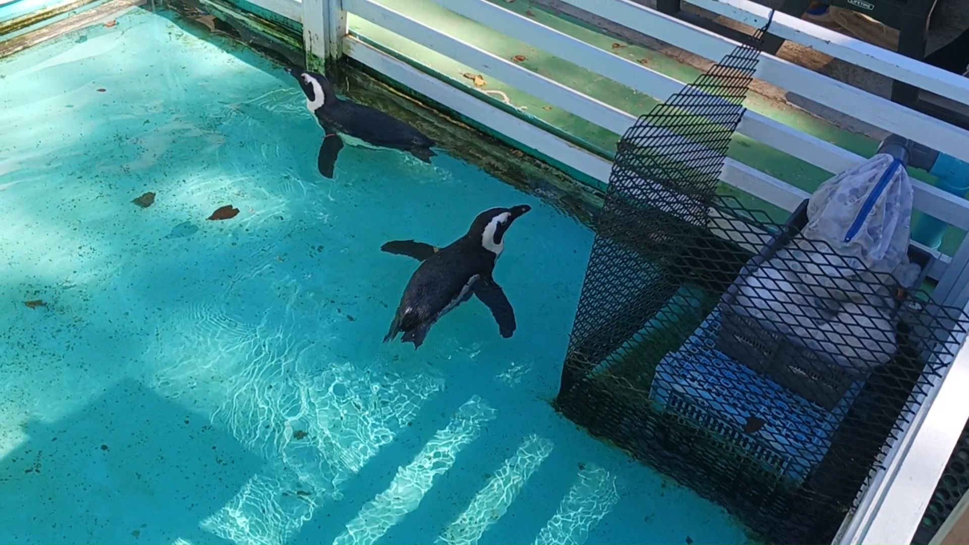 最終日も園内には多くの動物が（撮影：視聴者）