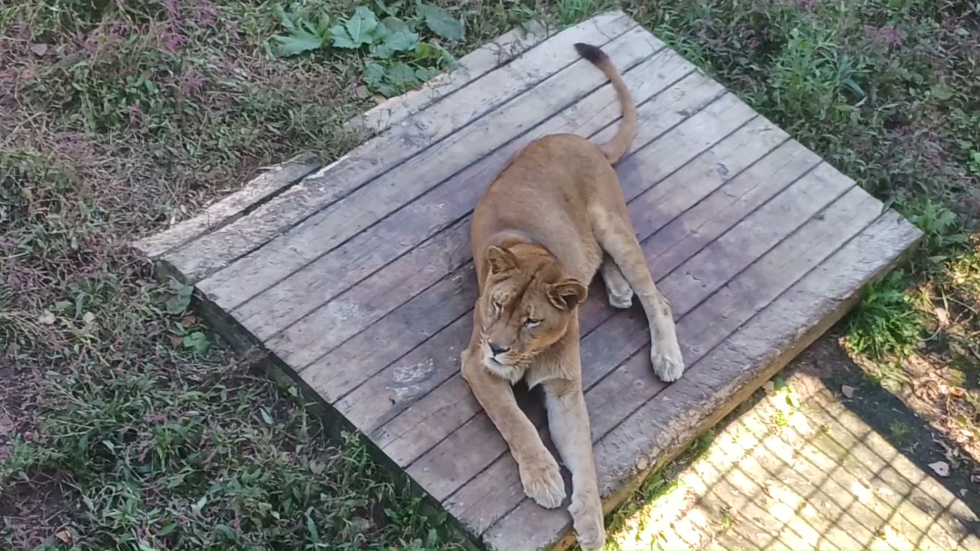 「特定動物」の受け入れ先の確保は難航