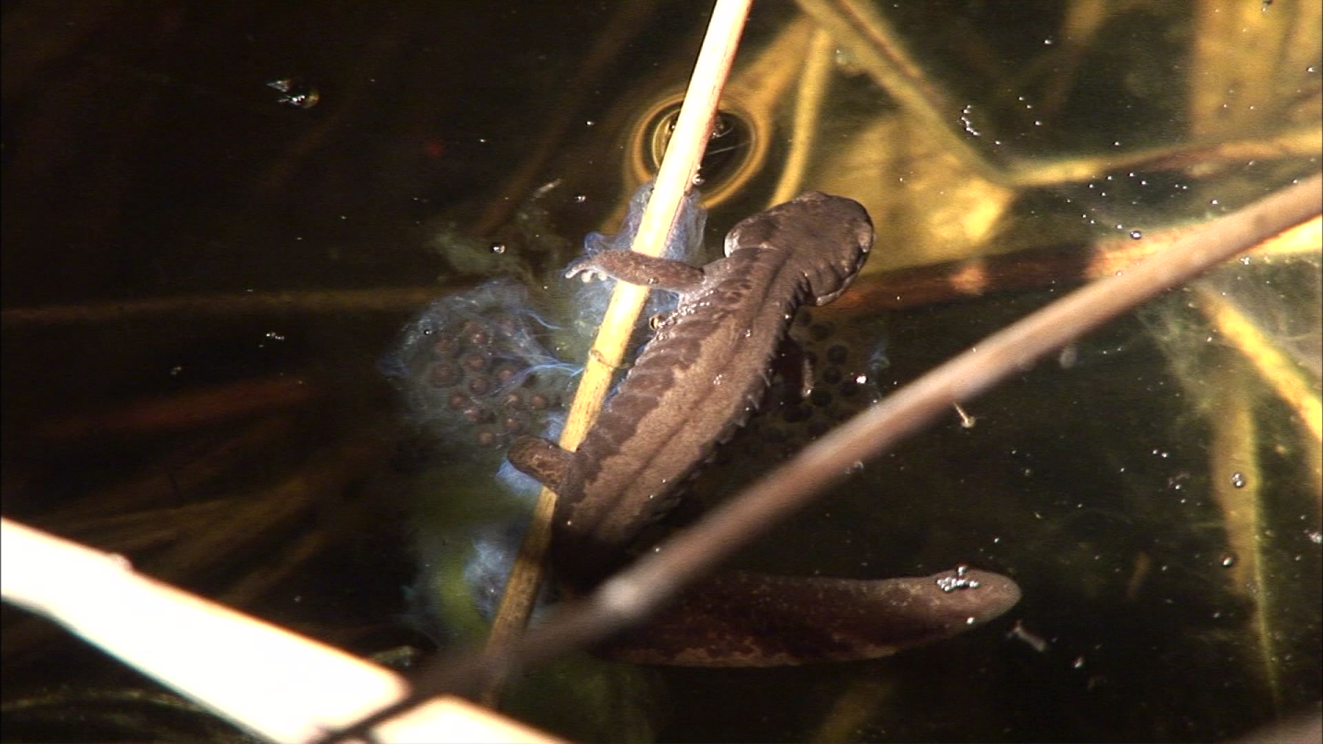 キタサンショウウオについても再調査か