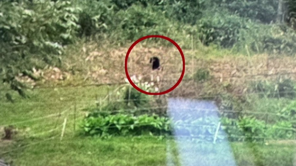 住宅横の山の斜面にいるクマ（撮影：視聴者）