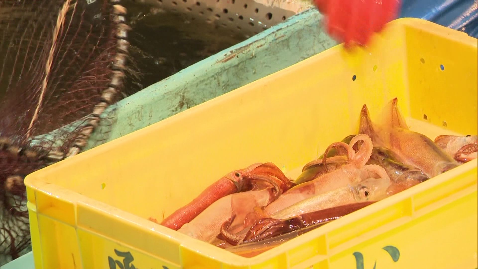 水揚げされたスルメイカ