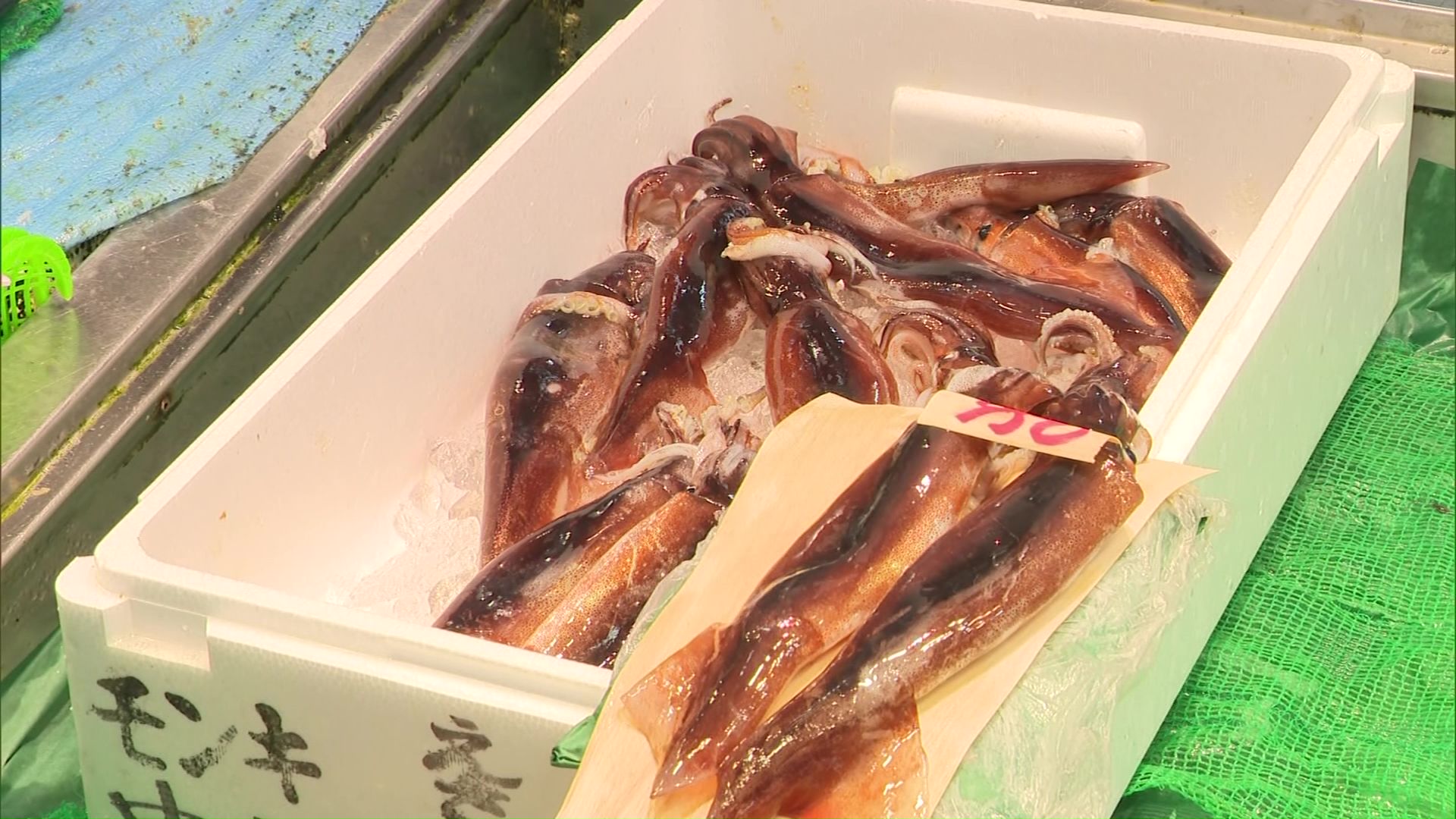 朝に水揚げされた新鮮な「いけすイカ」