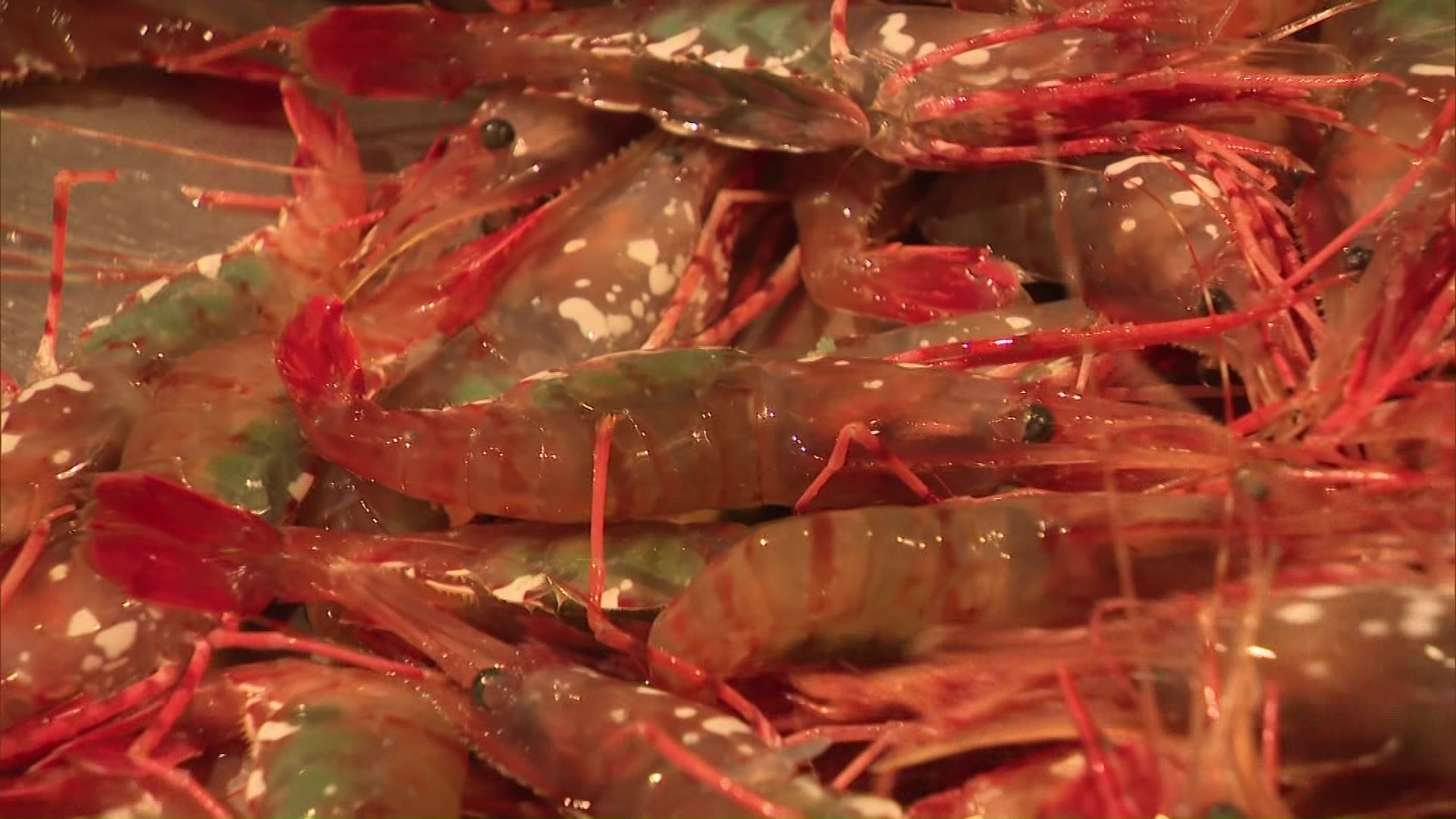 エビかご漁が好調