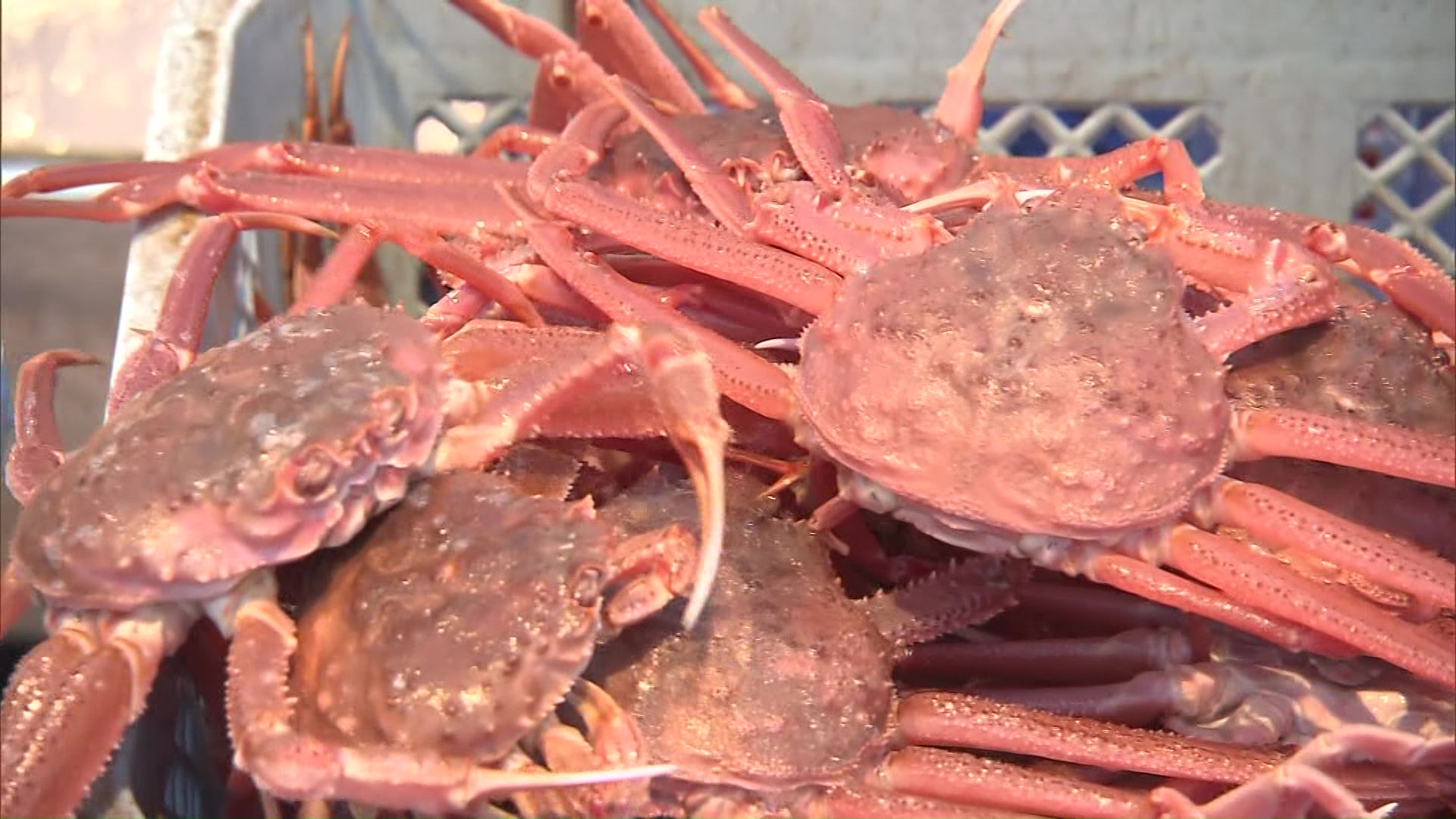 オオズワイガニは3分の1ほどに減少