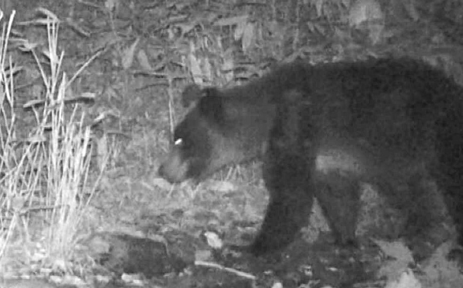 単独で歩くクマ(提供:札幌市)
