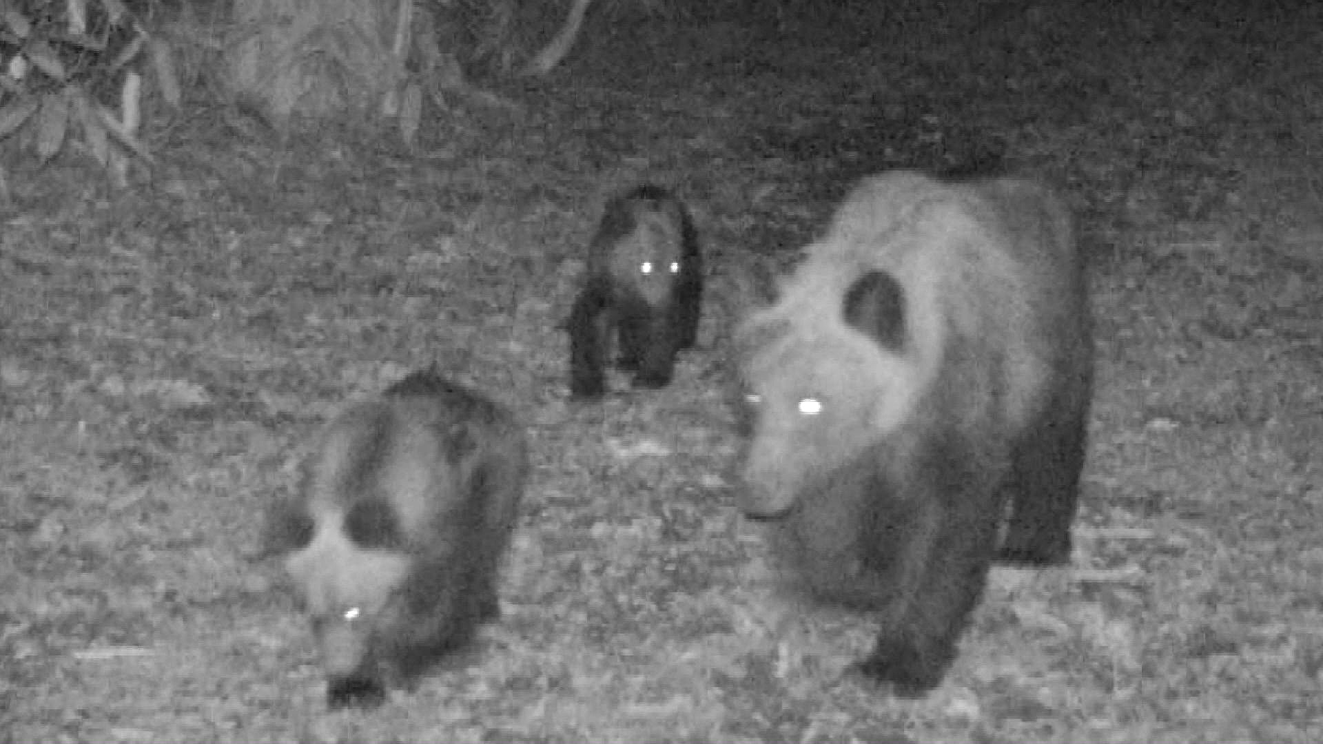 親子3頭のクマ（提供：札幌市）