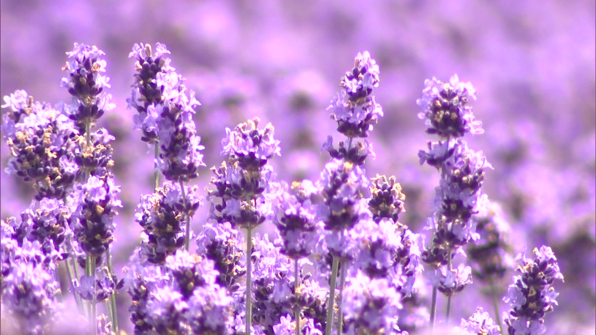 富良野の人気スポット「ラベンダー畑」