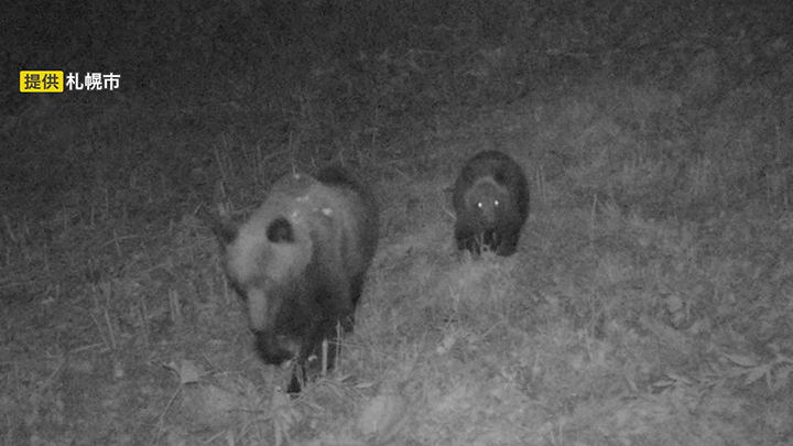札幌市西区西野で撮影された親子グマ(提供:札幌市)