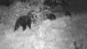 撮影された親子グマ（提供：札幌市）