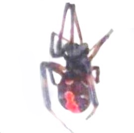 セアカゴケグモ（資料）