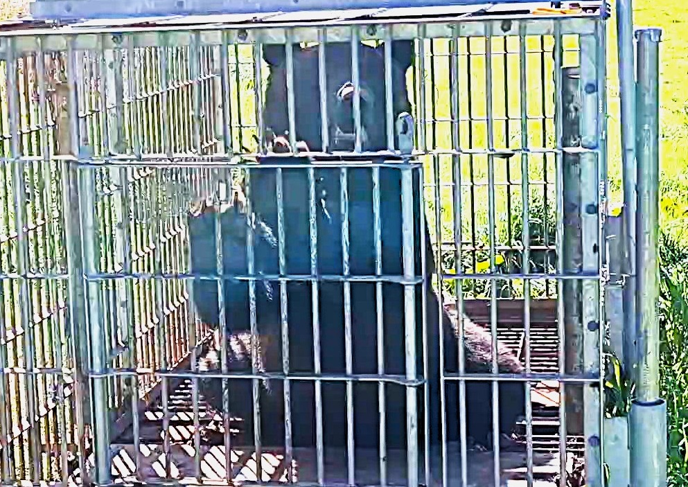 捕獲された体長2ｍのクマ（提供：北海道猟友会砂川市部））