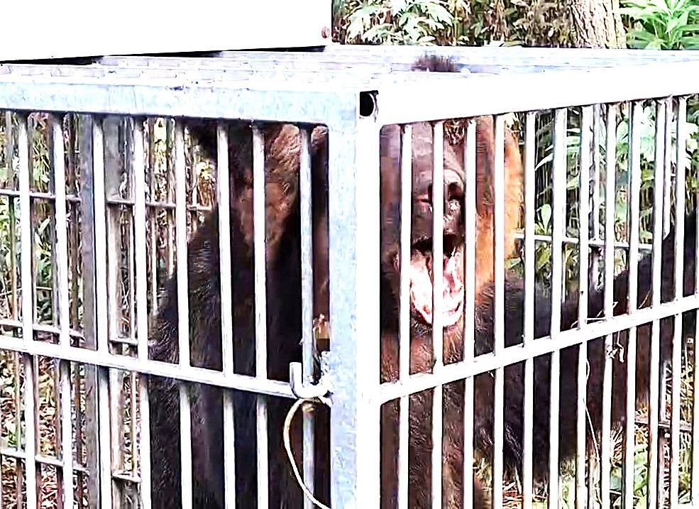 捕獲された体長1.7ｍのクマ（提供：北海道猟友会砂川市部）