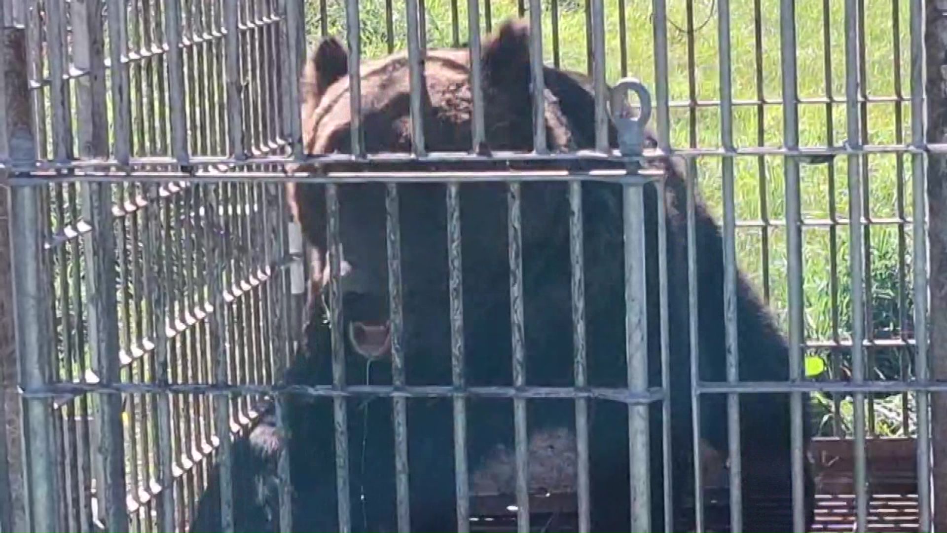 駆除されたクマ(提供：北海道猟友会砂川支部)