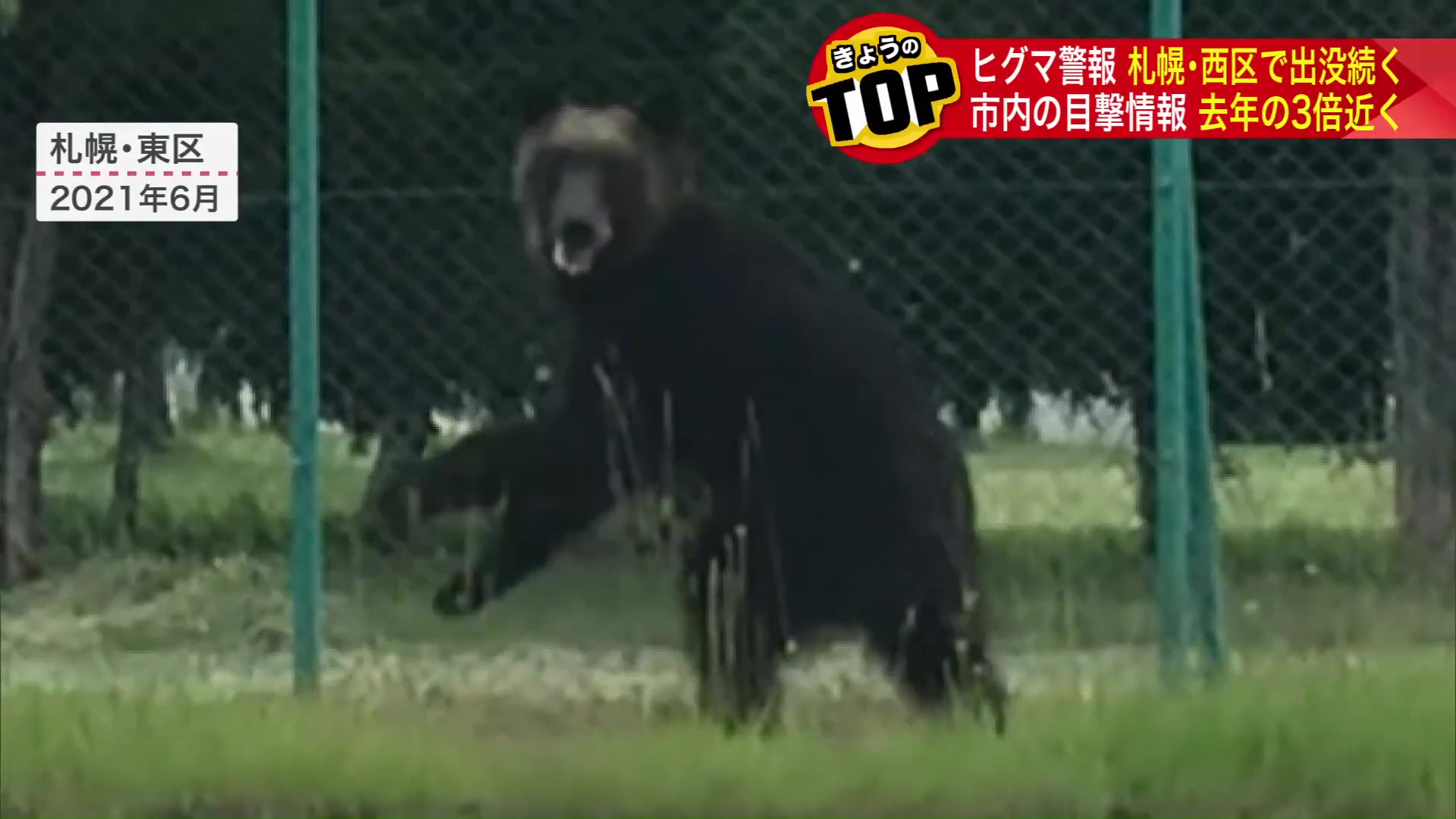 2021年に札幌東区で人を襲い続けたヒグマ