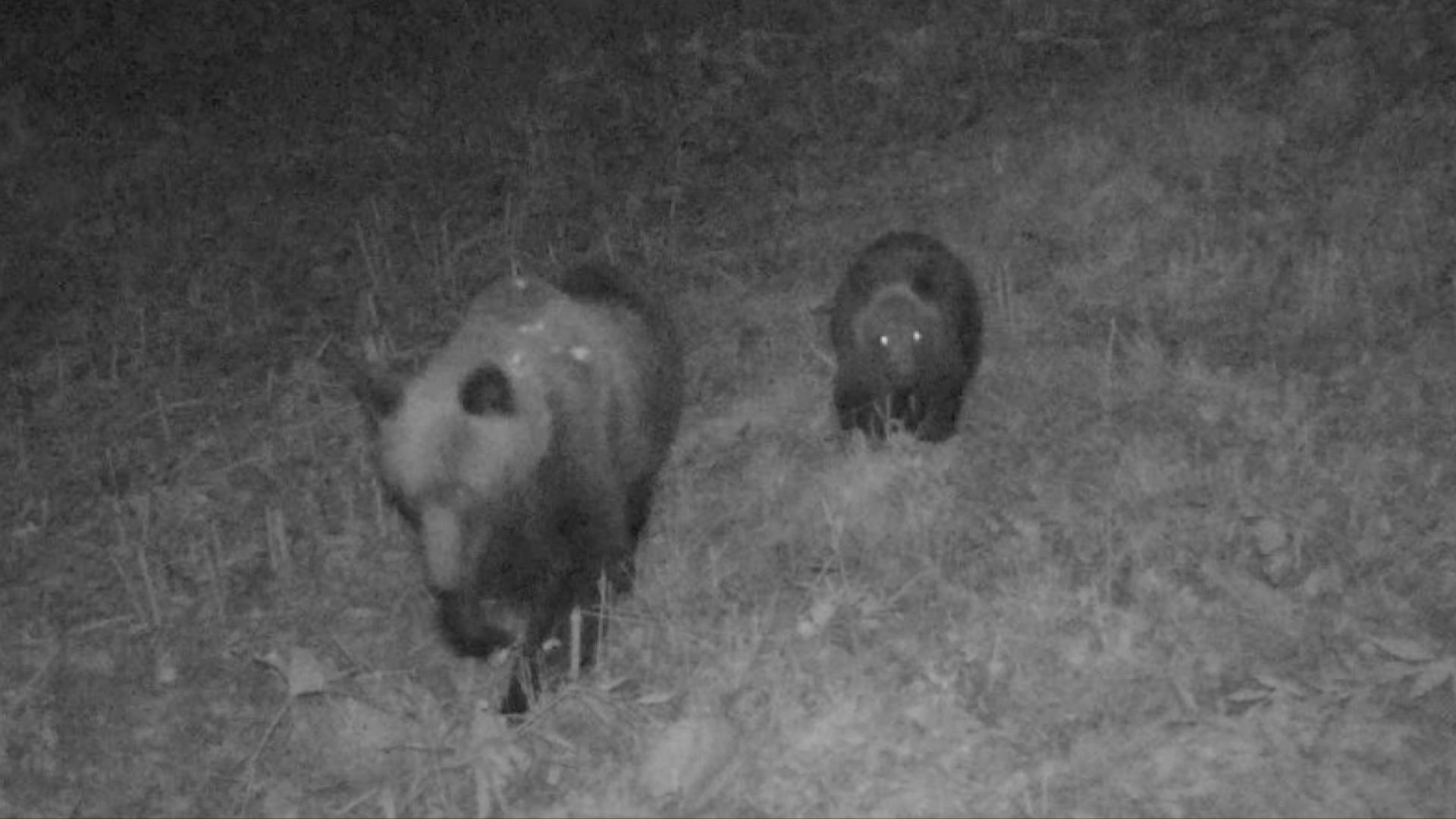 2日に撮影された親子グマ（提供：札幌市）