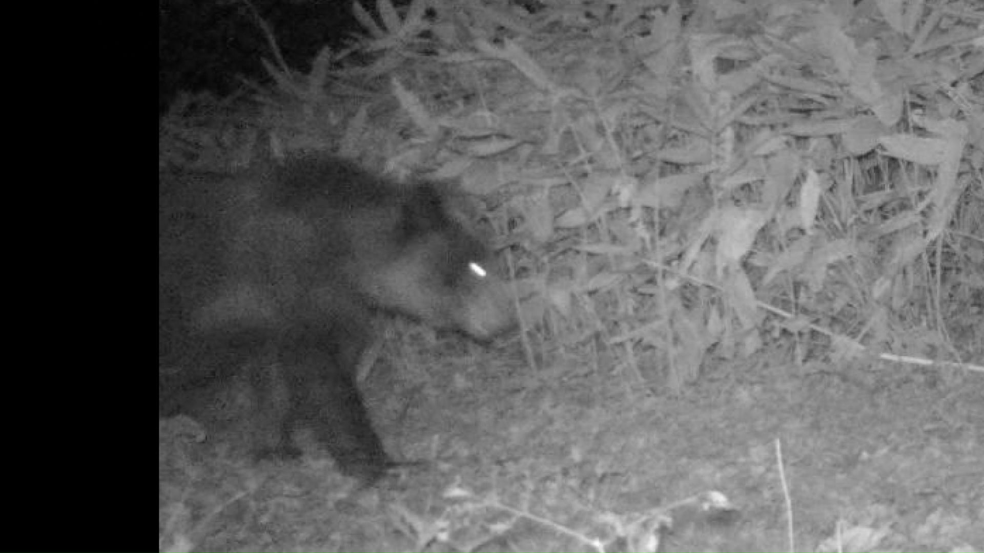 3日に撮影されたクマ(提供:札幌市)