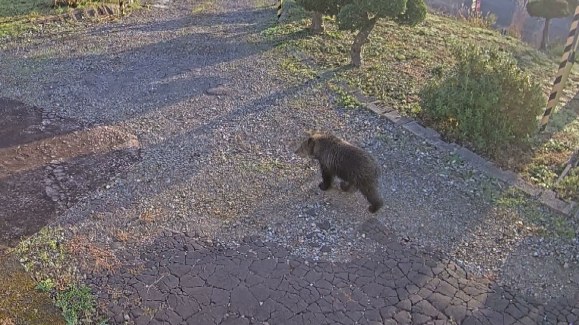 空き家の庭を歩くクマ（木古内町）