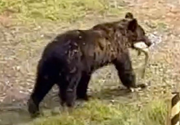 サケをくわえたヒグマ（撮影：視聴者）