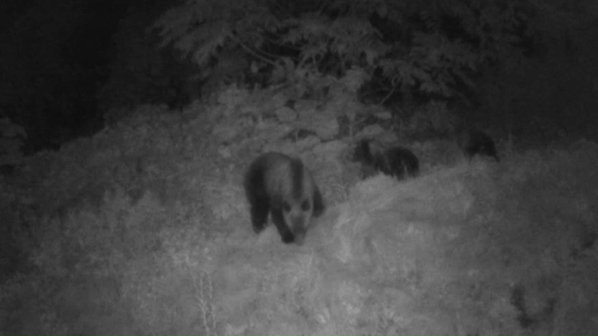 札幌市西区の公園近くを歩く親子グマ3頭(提供:札幌市)