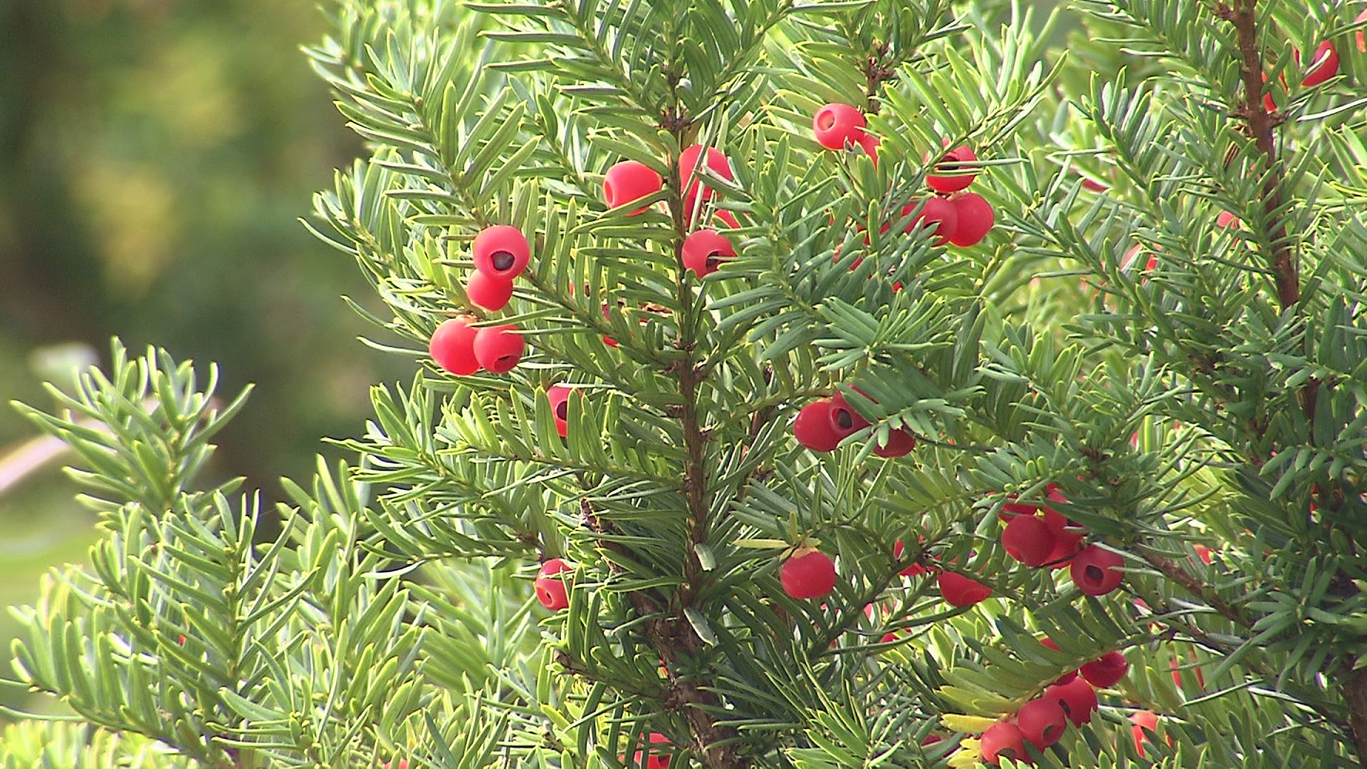 クマが食べていた「オンコの実」