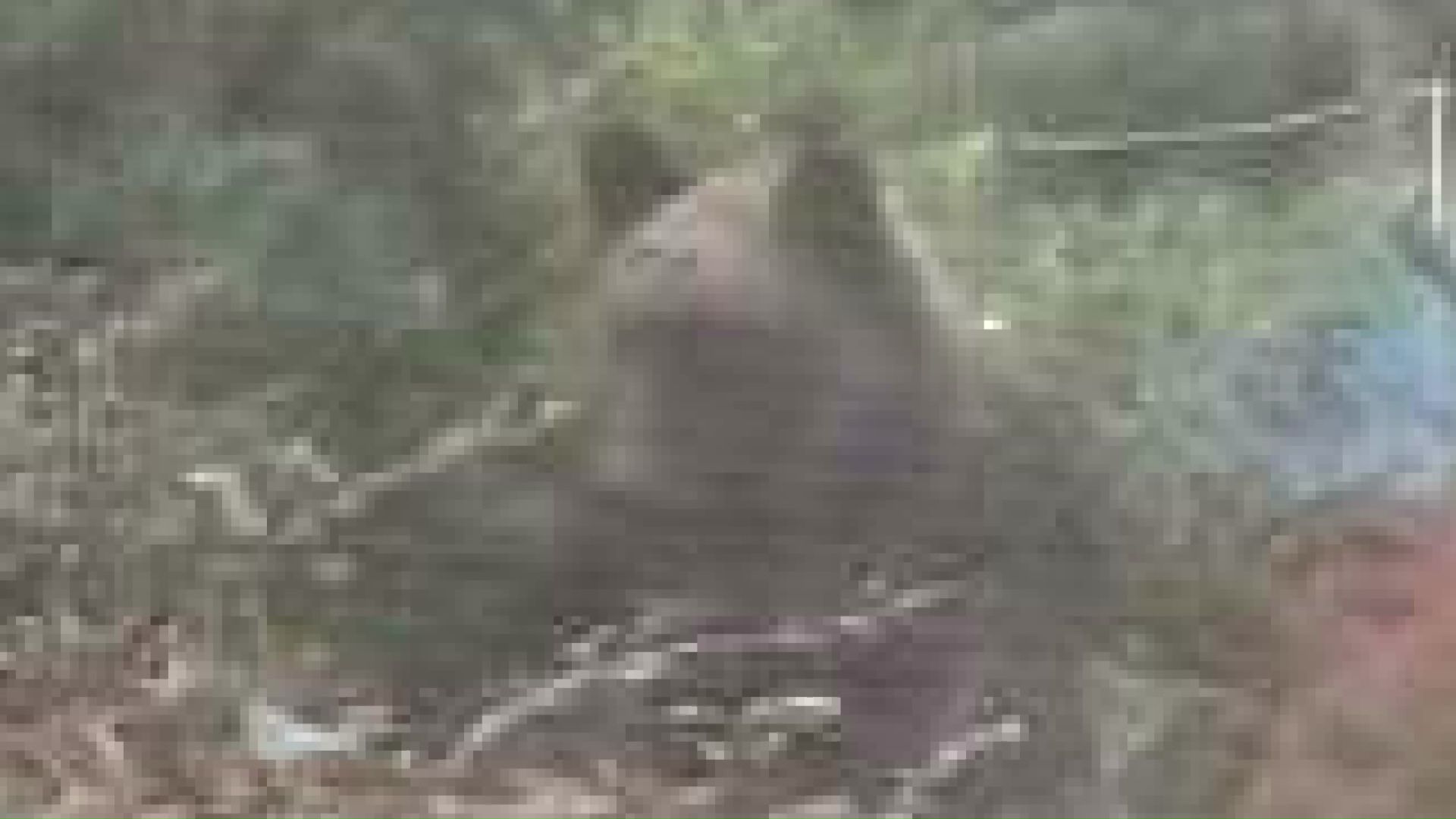 札幌市西区山の手で撮影されたクマ（撮影視聴者）