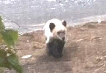 駆除されたとみられるクマ（提供：札幌市）