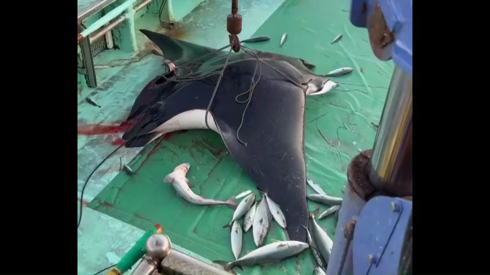 主にインド太平洋の温帯や熱帯に生息するマンタ