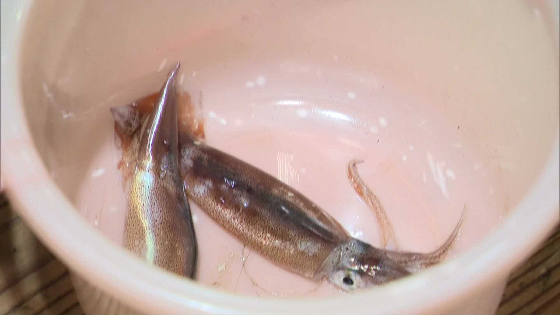 函館名物のスルメイカは10年ほど前から不漁