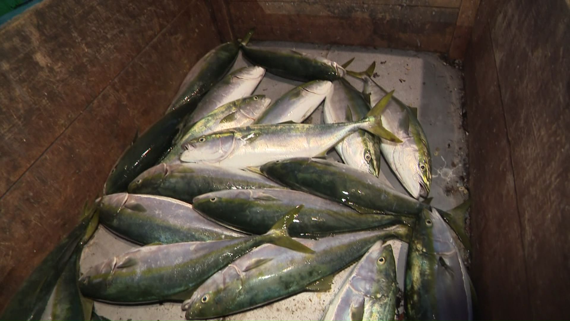 ブリの水揚げ「今年はちょっと少ない」