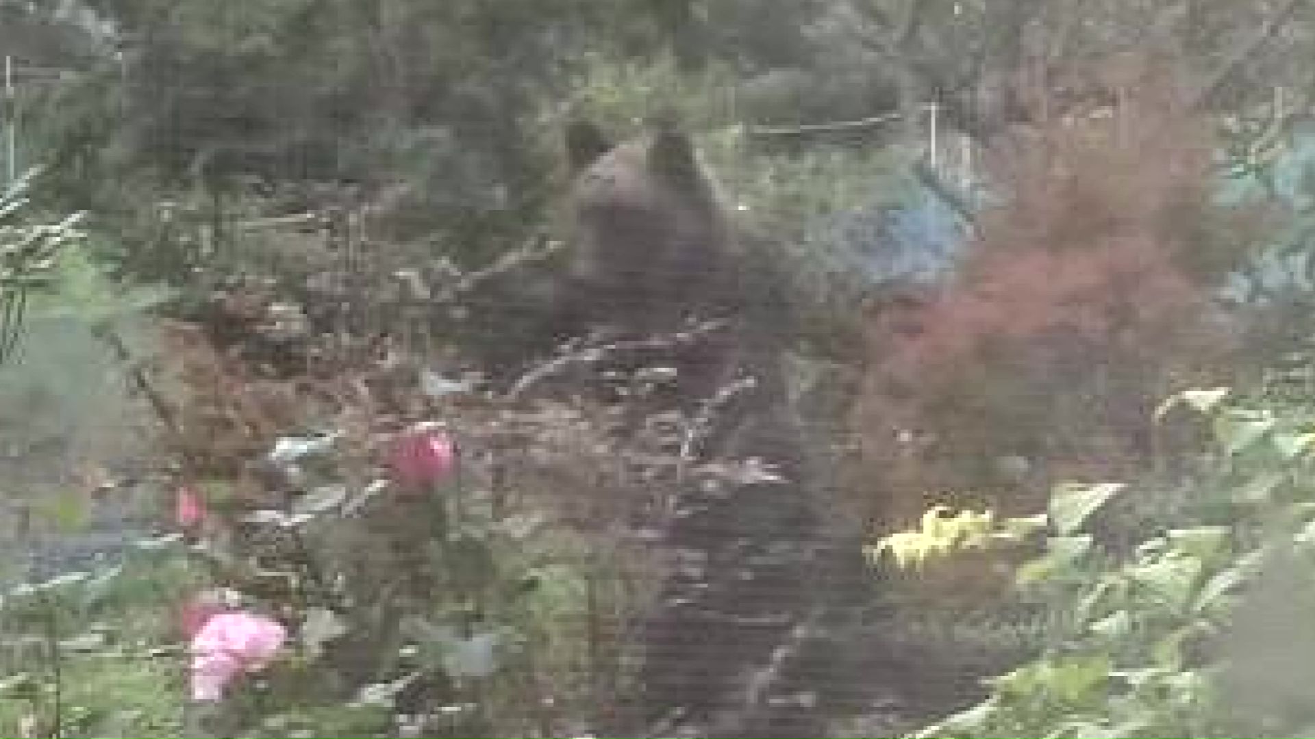 住宅の庭に現れたクマ(撮影:視聴者)