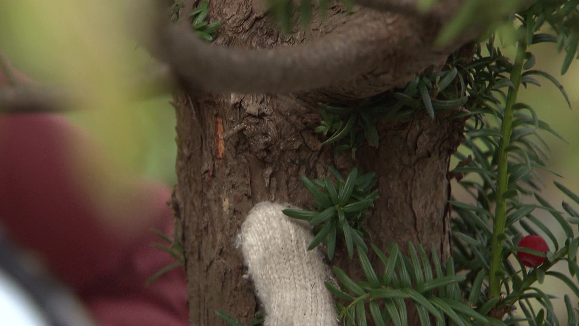 クマのツメの跡も