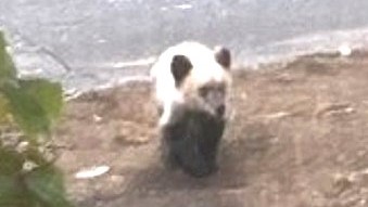 駆除されたとみられるクマ（提供：札幌市）