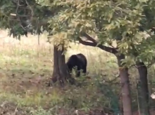 目撃されたクマ（撮影：視聴者）