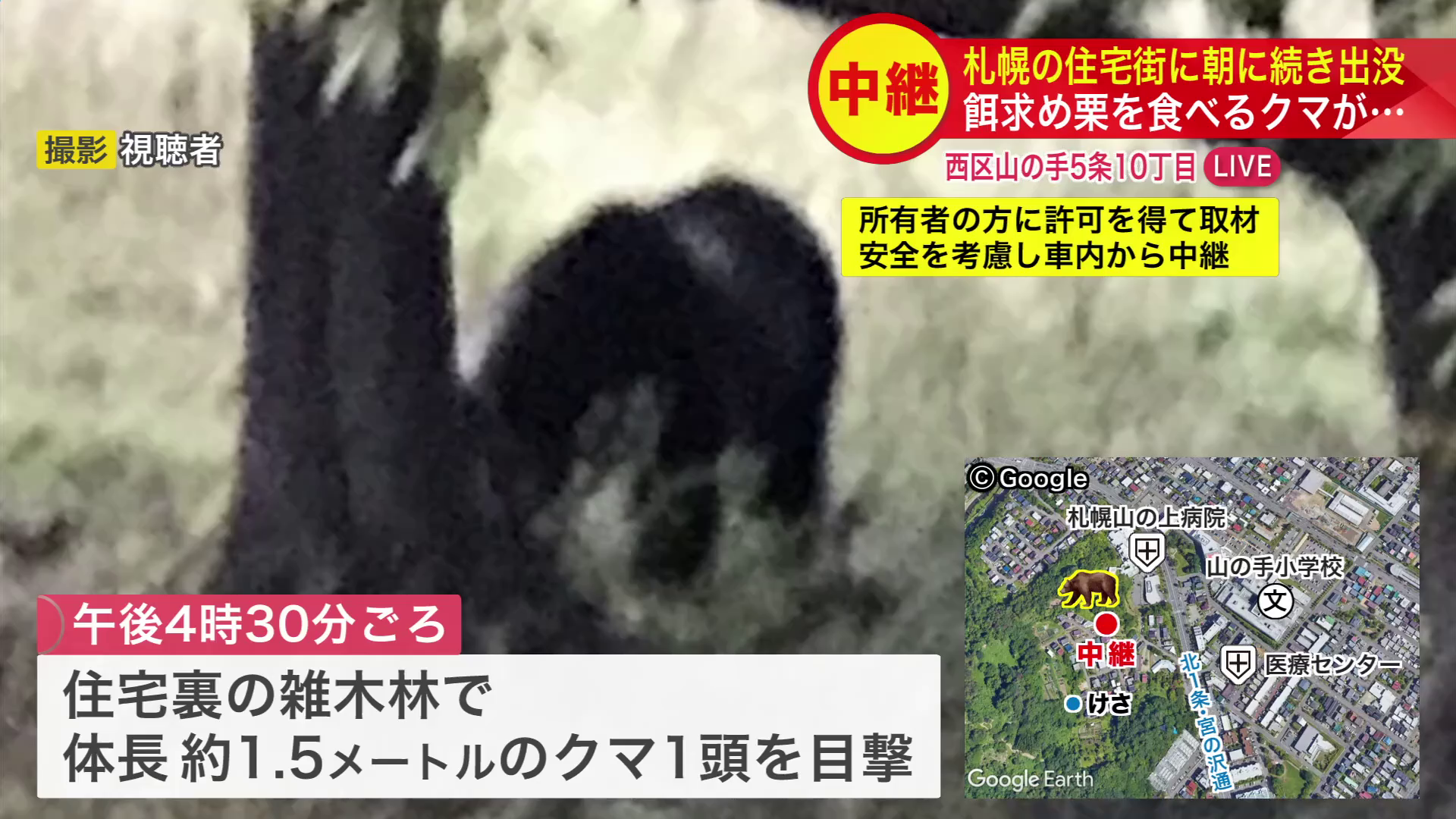 住宅裏の雑木林で目撃されたクマ（撮影：視聴者）
