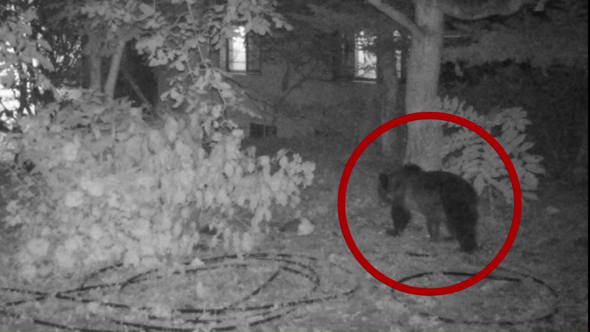 カメラに映ったクマ