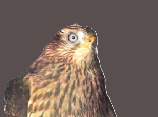 オオタカ(資料)