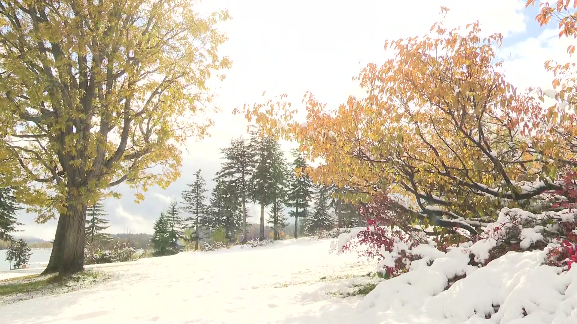 紅葉と雪の美しいコントラスト
