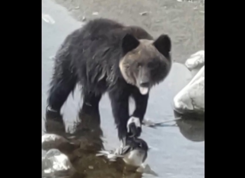 サケほ食べるクマ（撮影：視聴者）
