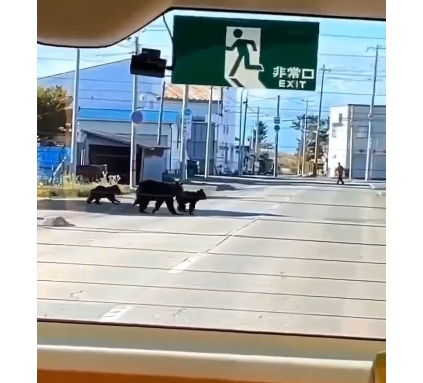 幼稚園バスの近くに現れたクマ（撮影：視聴者）