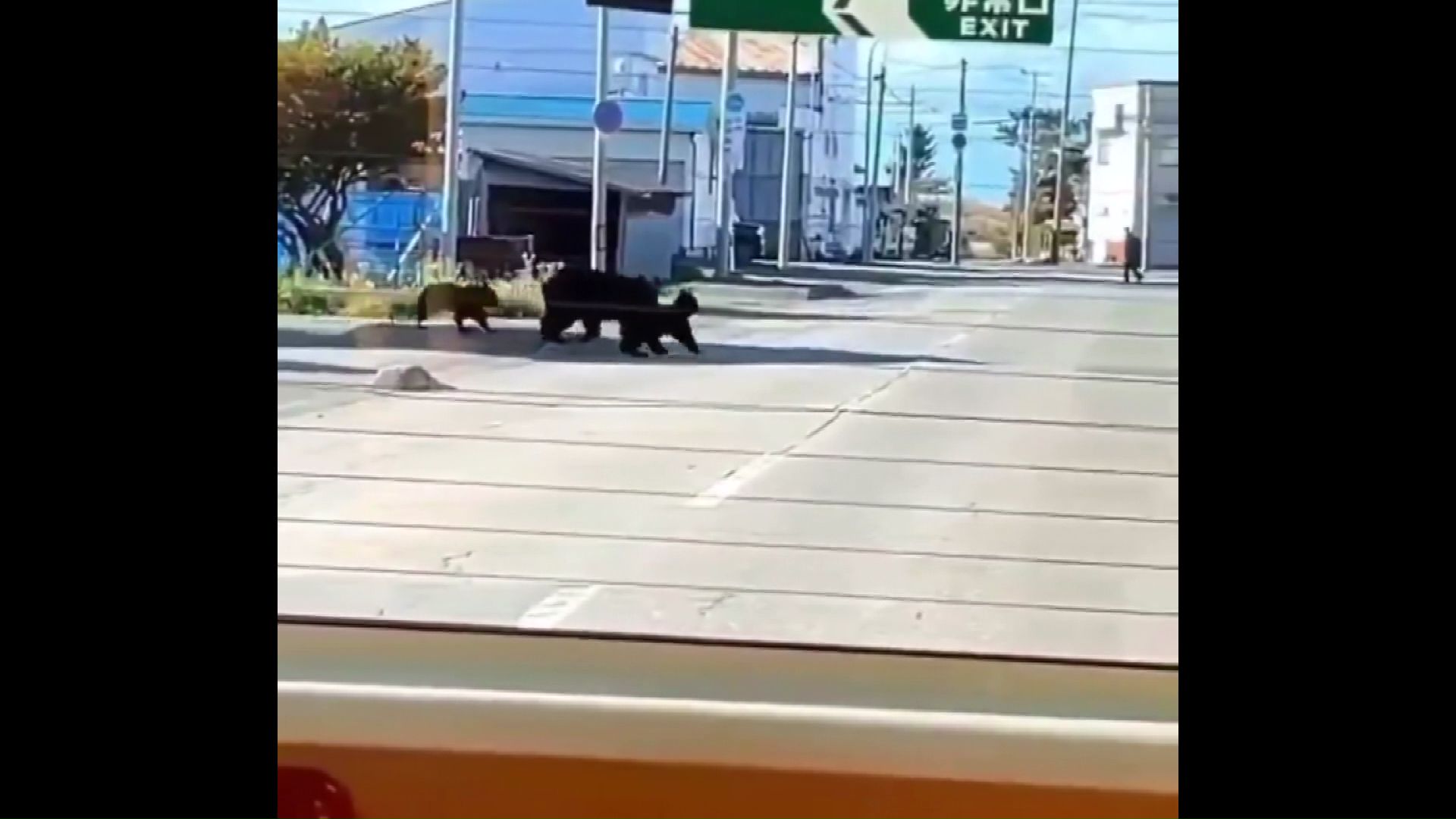 幼稚園バスの前に現れたクマ（撮影：視聴者）
