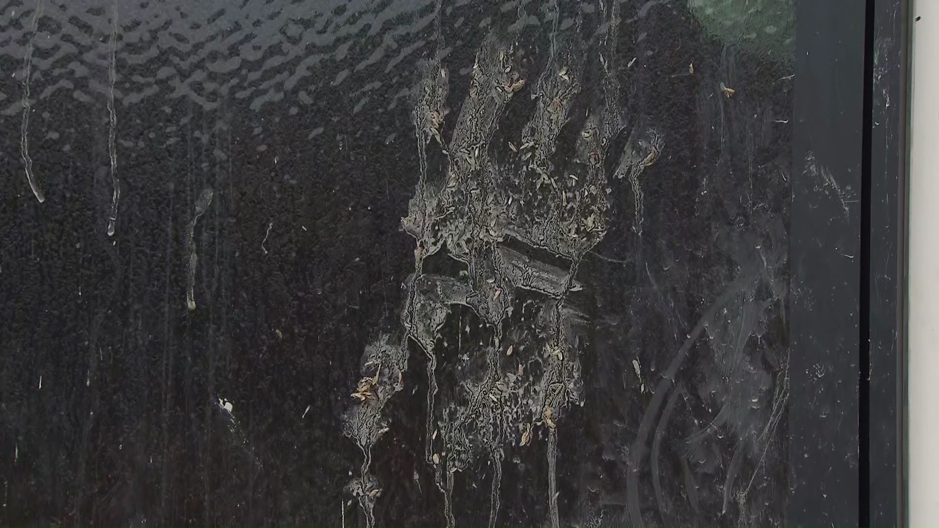 現場に残されたクマの足跡