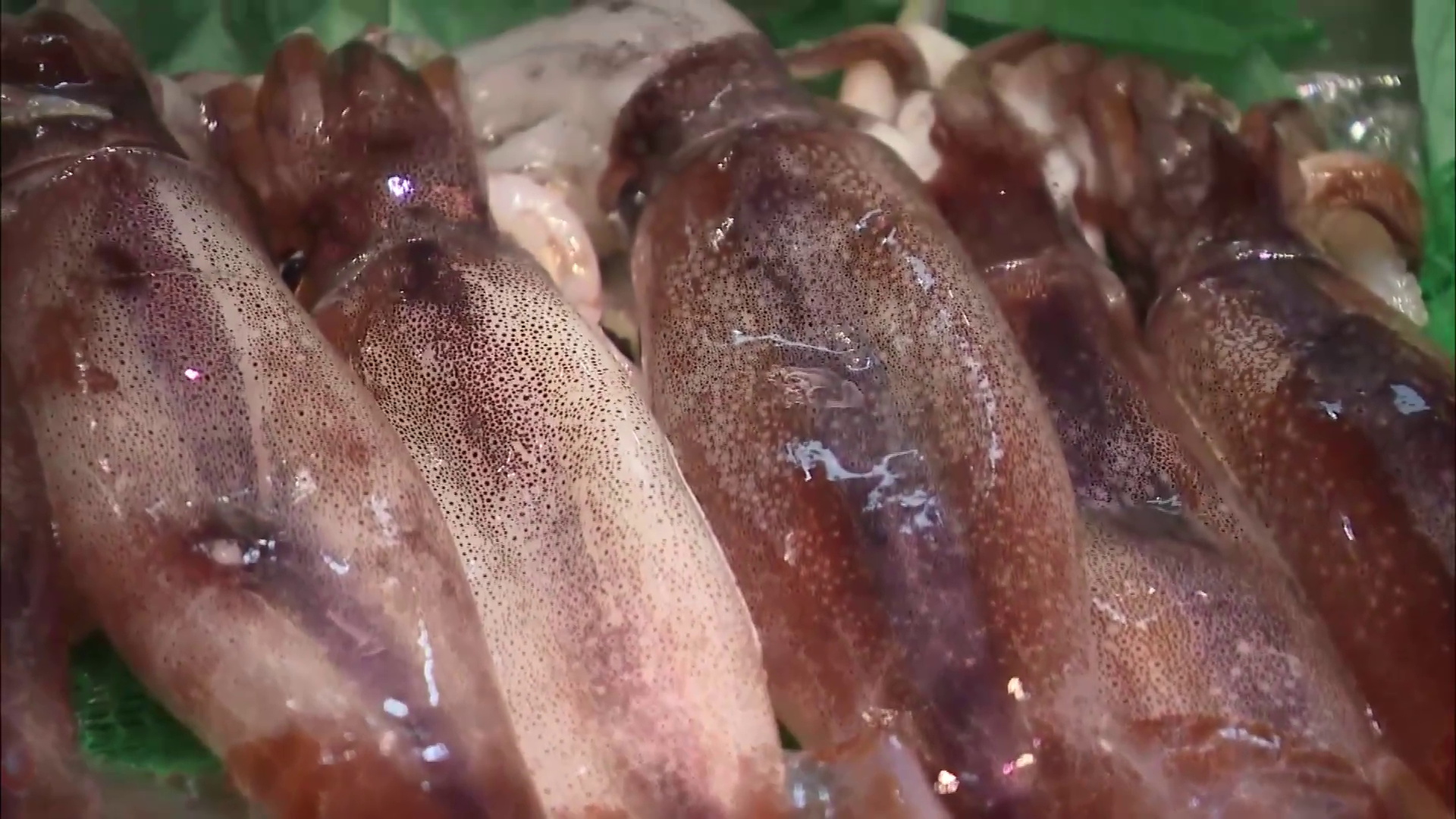 近年不漁が続く函館のスルメイカ漁