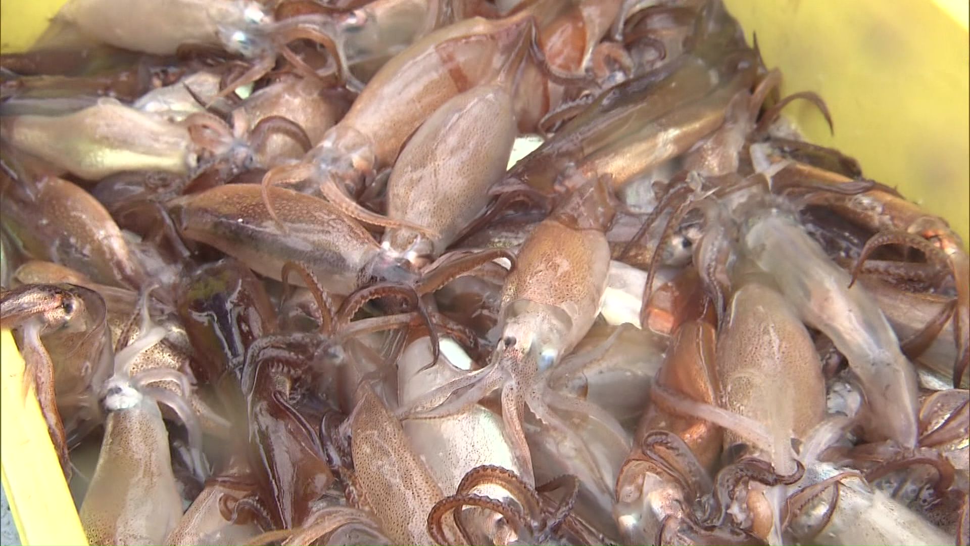 いか釣漁業協会は漁獲枠の増枠を要請