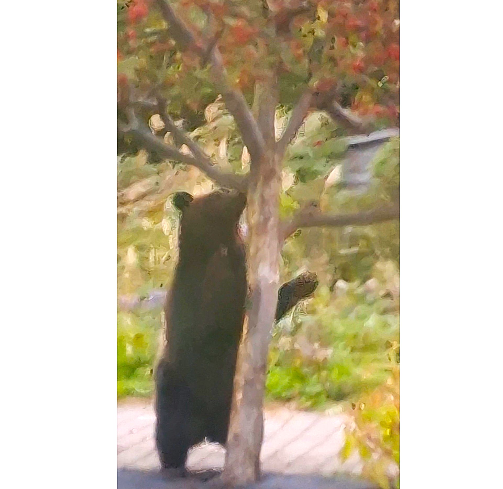 木に登るクマ(撮影:視聴者)