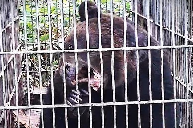 箱わなにかかったヒグマ （北海道猟友会砂川市部 提供）