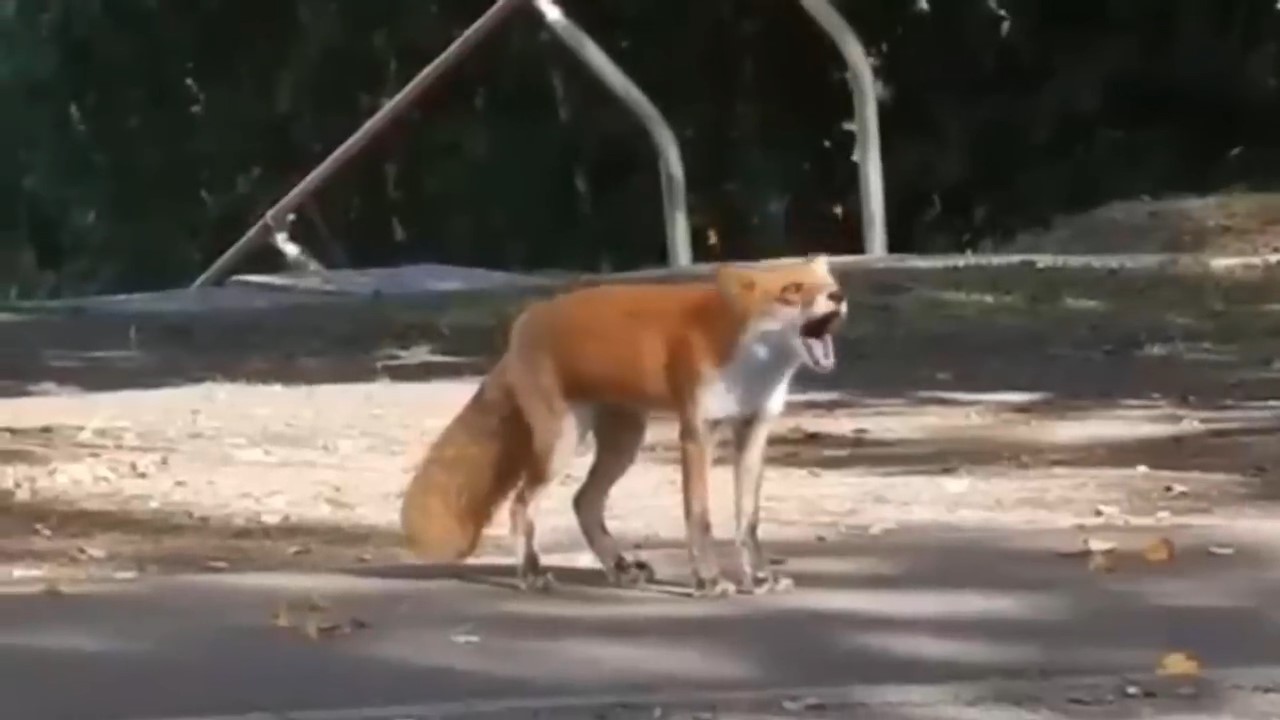 犬に向かって吠えるキタキツネ